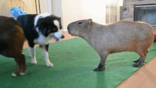 Capybara Dog GIF