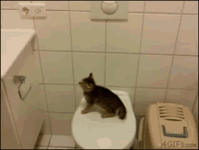 Kitten Jump Fail GIFs | Tenor