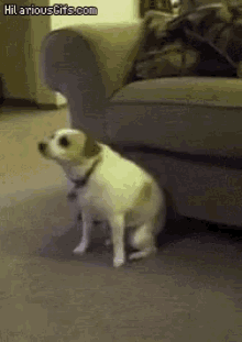 small dog dancing