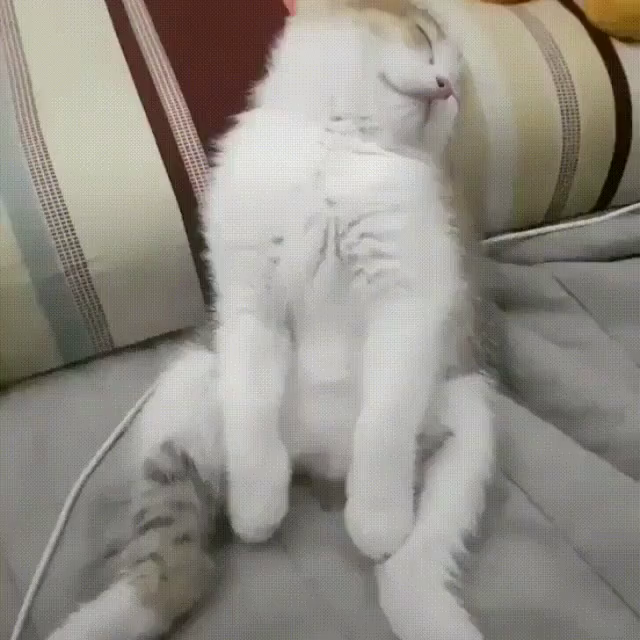 Cat Sleepy GIF - Cat Sleepy Tired - Discover & Share GIFs