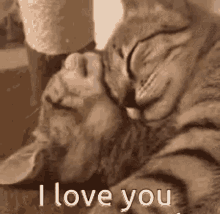 kitty says i love you