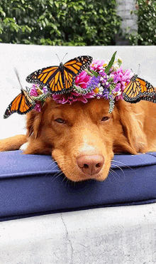 dog with butterfly and flowers on head