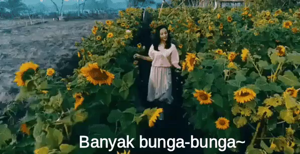 Vlog Bunga Matahari Gif Bungamatahari Kebun Perkebunan Descubre Comparte Gifs