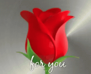 Flowers Roses GIF - Flowers Roses Rose - Discover & Share GIFs