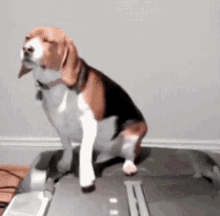 Image result for lazy dog on treadmill gif