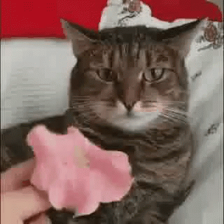 Cat Confused GIF - Cat Confused - Discover & Share GIFs
