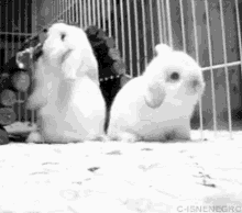 paparazzi gif rabbit paparazzi gif rabbit