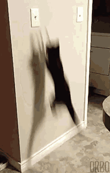 cat jump gifs tenor