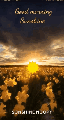 Funny Good Morning Sunshine Gifs Tenor Watch the full video | create gif from this video. funny good morning sunshine gifs tenor