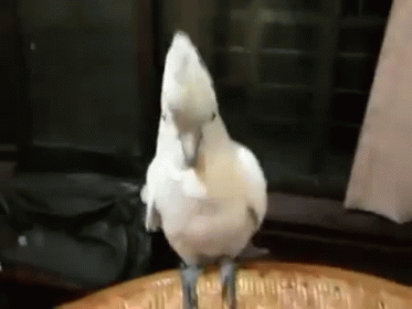 Parrot dancing gif