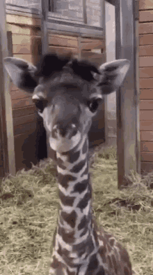 Baby Giraffe GIFs | Tenor