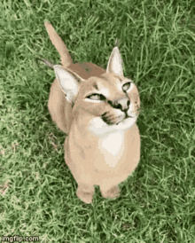 Cat Flop GIF - CatFlop - Discover & Share GIFs