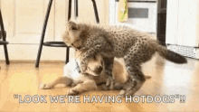 funny cat and dog pics