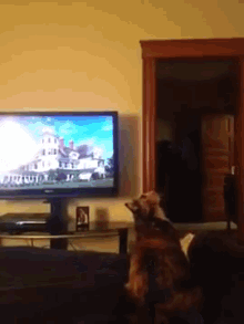 Cat On Ceiling Fan Gif Cat Fail Gif Find Share On Giphy