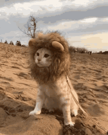 gatinho leão