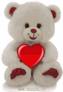 teddy bear gf