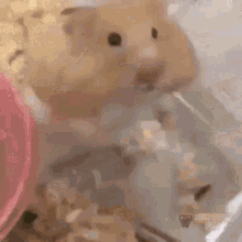 steiff happy hamster