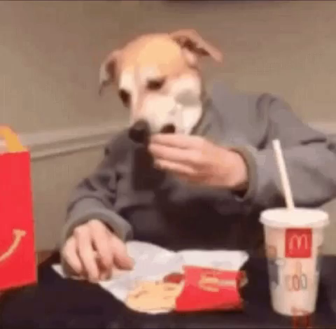 can you bring a dog into mcdonalds