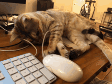 Mouse Cat Game Gifs Tenor