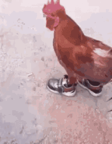 Running Chicken GIFs | Tenor