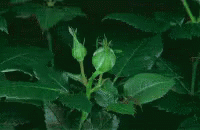 tenor.gif