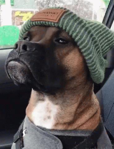 Dogs Not In The Mood GIF