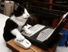 Image result for a cat going on a computer  gif
