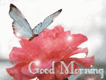 Good Morning Butterfly GIF - GoodMorning Butterfly Rose GIFs