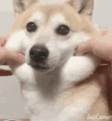 もちもち 可愛い犬 可愛い動物 ワンチャン 柴犬 Gif Shibaken Mochimochi Dog Discover Share Gifs