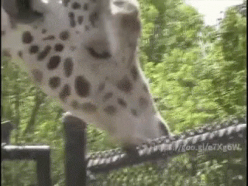giraffe sucking