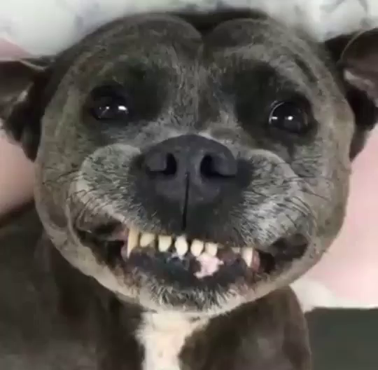 funny smiling dog