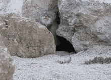 Under A Rock GIFs | Tenor