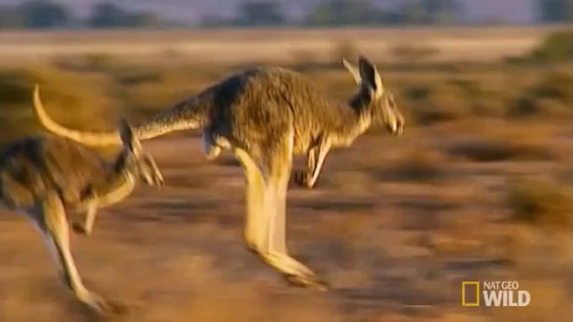 Kangaroo Hopping GIF - Nat Geo Nat Geo Wild Worlds Weirdest - Discover &  Share GIFs