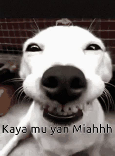 Cheer Up Kaya Mo Yan Gif Cheerup Kayamoyan Dog Discover Share Gifs