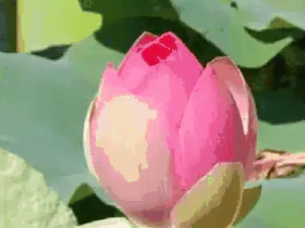 लोटस , कमल फूल , Lotus, Flower, Beautifulflower GIF - लोटस कमल फूल -  Discover & Share GIFs