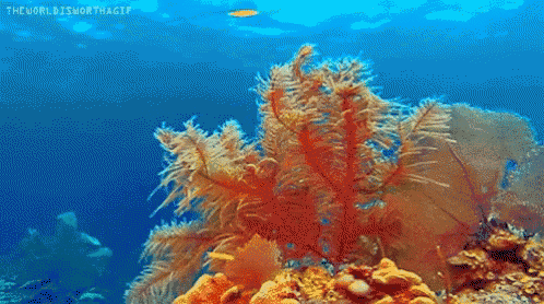 Водоросли гиф. Коралловый риф анимация. Водоросли гифы. Анимированные кораллы. Морское дно gif.