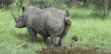 Poop Rhinoceros GIF - Poop Rhinoceros CallOfNature GIFs