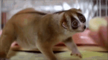 Pygmy Slow Loris Gif Slowloris Baby Cute Discover Share Gifs