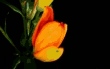अद्भुत फूल सुबह खिलना महक GIF - Bloom Blossom Flower GIFs