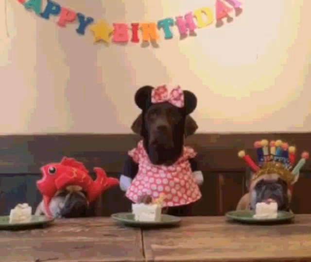 Funny Birthday Dogs Gifs Tenor