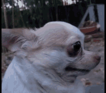 Featured image of post Chihuahua Gif Cute