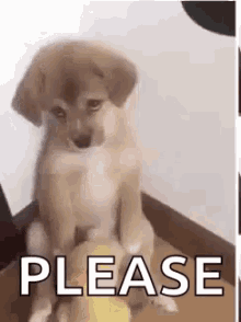 Znalezione obrazy dla zapytania please puppy gif