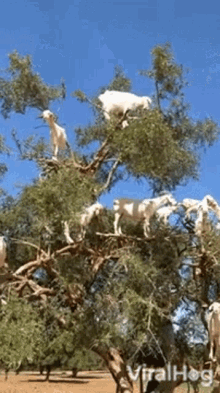 goats in trees