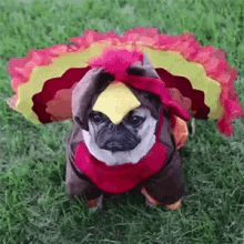 Dog Turkey Costume GIF - Dog TurkeyCostume Pugs GIFs