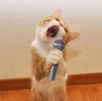 Kucing nyanyi