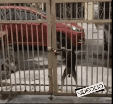 dogs barking gate openin