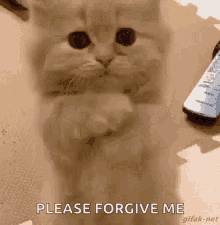 Please Forgive Me GIFs | Tenor