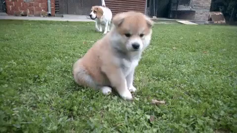 子犬 秋田犬 可愛い犬 わんちゃん Gif Akita Puppy Dog Akita Discover Share Gifs