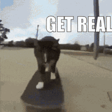 Get Real Skating GIF - GetReal Skating Cat - Discover & Share GIFs