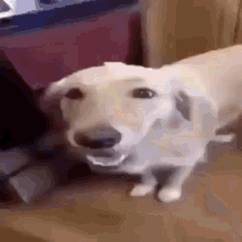 Butter Dog Dog With The Butter GIF - ButterDog Dog Butter - Discover &  Share GIFs